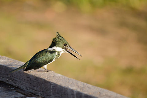 Amazon Kingfisher (Chloroceryle amazona) This Amazon Kingfisher finds itself in paradise at the Pantanal, where the dry season makes fishing in the little ponds easy. Amazon Kingfisher,Birds,Brazil,Chloroceryle amazona,Kingfisher,Pantanal