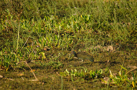 Find the Green Ibis The Green Ibis is hard to spot (and focus on) as it blends into its swamp habitat at the Pantanal. Birds,Brazil,Camouflage,Green Ibis,Ibis,Pantanal