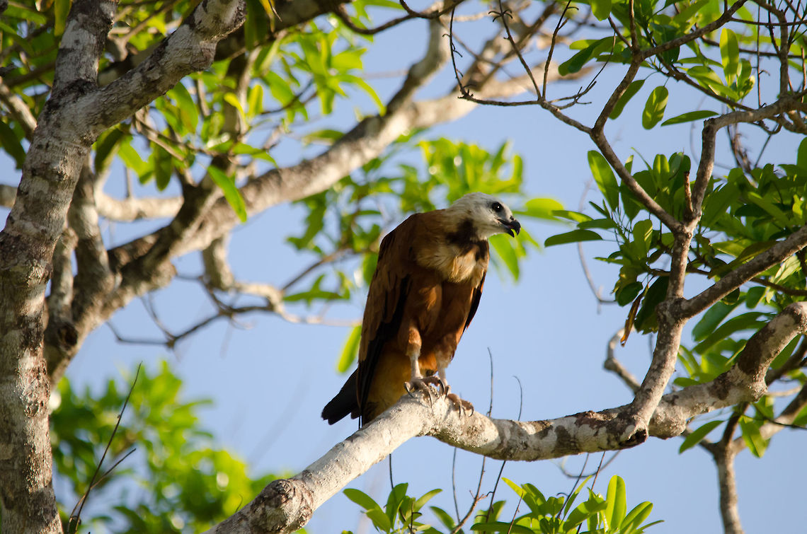 Black-collared Hawk on the lookout A Black-collared Hawk surveys the open fields of the Pantanal for its next prey. Bird of prey,Black-collared Hawk,Brazil,Hawk,Pantanal