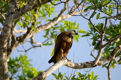 Black-collared Hawk on the lookout A Black-collared Hawk surveys the open fields of the Pantanal for its next prey. Bird of prey,Black-collared Hawk,Brazil,Hawk,Pantanal