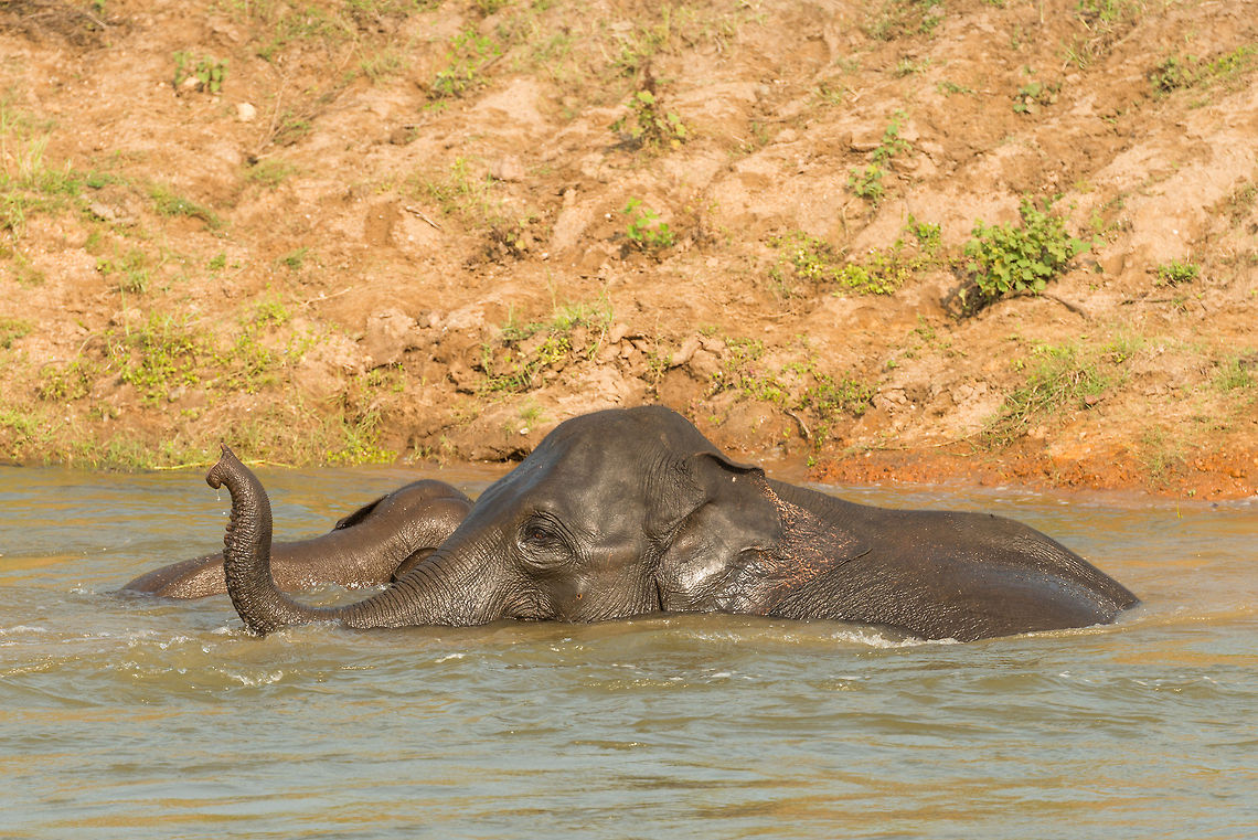 Adult Sri Lankan elephant bathing in Kaudulla, Sri Lanka  Asia,Elephas maximus maximus,Kaudulla,Sri Lanka,Sri Lankan elephant