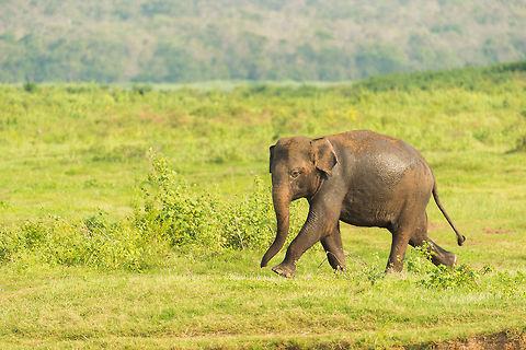 Juvenile Sri Lankan elephant on the run This one bathed a bit too long in the Kaudulla waters, and had to run to catch up with the herd. Multiple herds of a few dozen animals each bath and drink in turn. Asia,Elephas maximus maximus,Kaudulla,Sri Lanka,Sri Lankan elephant
