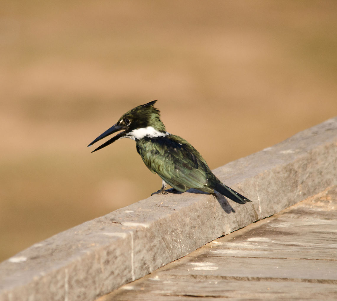 Amazon Kingfisher (Chloroceryle amazona) Kingfisher spectating from a bridge on an all-you-can-eat buffet at the Pantanal. Amazon Kingfisher,Birds,Brazil,Chloroceryle amazona,Kingfisher,Pantanal