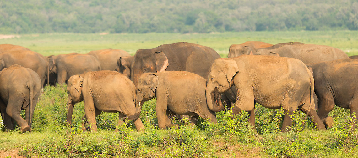 Drink train This herd have had their drink in the Kaudulla waters, yet did not bath. The adults decided to move on, after which you can see them pushing the juveniles in the right direction. Asia,Elephas maximus maximus,Kaudulla,Sri Lanka,Sri Lankan elephant