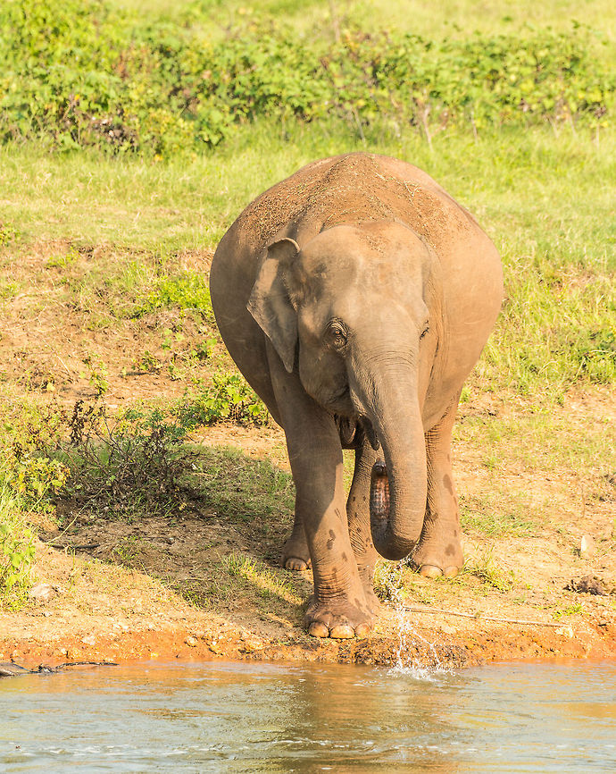Closeup of adult Sri Lankan elephant drinking in Kaudulla, Sri Lanka  Asia,Elephas maximus maximus,Kaudulla,Sri Lanka,Sri Lankan elephant