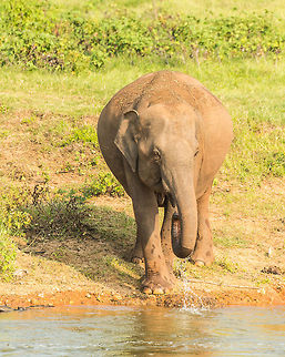 Closeup of adult Sri Lankan elephant drinking in Kaudulla, Sri Lanka  Asia,Elephas maximus maximus,Kaudulla,Sri Lanka,Sri Lankan elephant