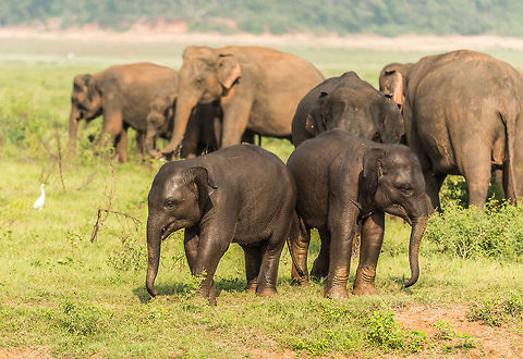 Sri Lankan elephant siblings, Kaudulla, Sri Lanka Both fully bathed :) Asia,Elephas maximus maximus,Kaudulla,Sri Lanka,Sri Lankan elephant