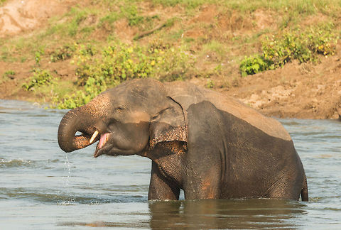 Adult male Sri Lankan elephant drinking in Kaudulla, Sri Lanka  Asia,Elephas maximus maximus,Kaudulla,Sri Lanka,Sri Lankan elephant