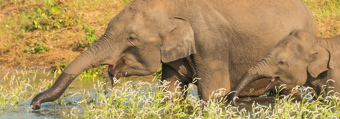 Sri Lankan elephants mimicry Drinking at the Kaudulla river. Asia,Elephas maximus maximus,Kaudulla,Sri Lanka,Sri Lankan elephant