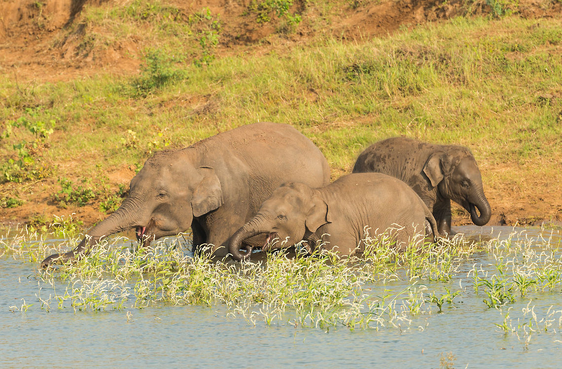 Sri Lankan elephant family drinking at Kaudulla, Sri Lanka  Asia,Elephas maximus maximus,Kaudulla,Sri Lanka,Sri Lankan elephant