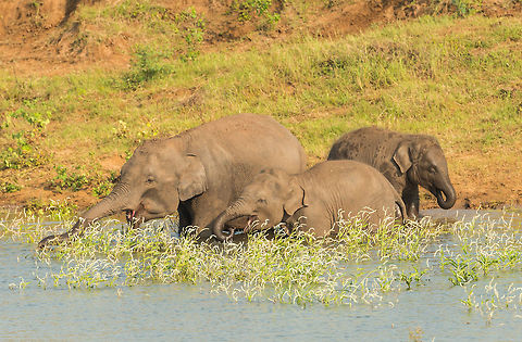 Sri Lankan elephant family drinking at Kaudulla, Sri Lanka  Asia,Elephas maximus maximus,Kaudulla,Sri Lanka,Sri Lankan elephant