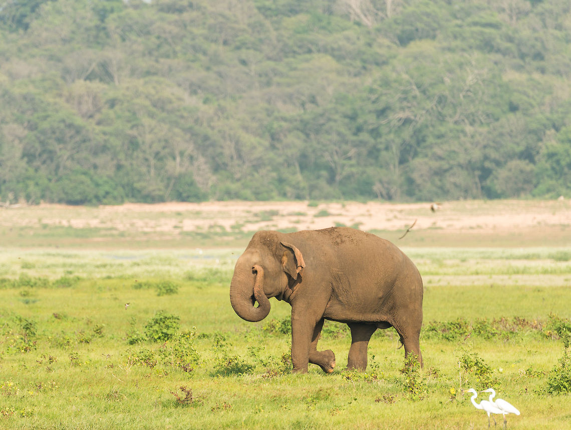 Something in my eye One of many advantages in having a trunk. Asia,Elephas maximus maximus,Kaudulla,Sri Lanka,Sri Lankan elephant