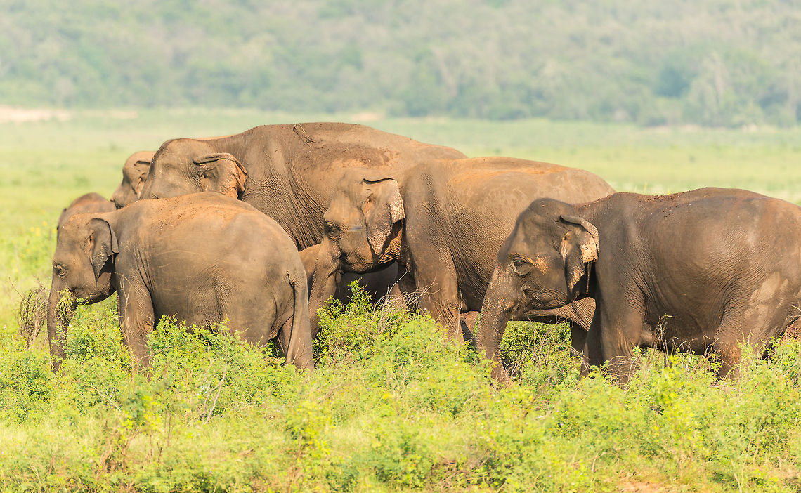 Sri Lankan elephant herd at Kaudulla river, Sri Lanka  Asia,Elephas maximus maximus,Kaudulla,Sri Lanka,Sri Lankan elephant