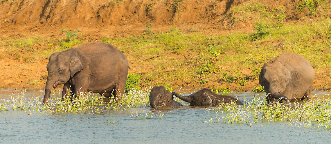 Kids... The youngest just wanted to drink and bath, whilst the older sibling kept pushing him under and messing with him/her. Meanwhile the parents are oblivious to their annoying offspring. Asia,Elephas maximus maximus,Kaudulla,Sri Lanka,Sri Lankan elephant
