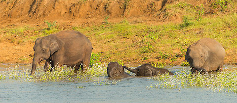 Kids... The youngest just wanted to drink and bath, whilst the older sibling kept pushing him under and messing with him/her. Meanwhile the parents are oblivious to their annoying offspring. Asia,Elephas maximus maximus,Kaudulla,Sri Lanka,Sri Lankan elephant