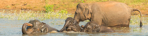 Sri Lankan elephant family bathing at Kaudulla, Sri Lanka The youngster clearly was afraid of drowning and was helped constantly. Asia,Elephas maximus maximus,Kaudulla,Sri Lanka,Sri Lankan elephant