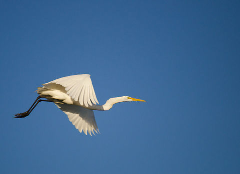 Great White Egret in flight The Pantanal air space is like a busy airport with a constant coming and going of Egrets and Storks mostly. Birds,Brazil,Egret,Flight,Pantanal,great white egret
