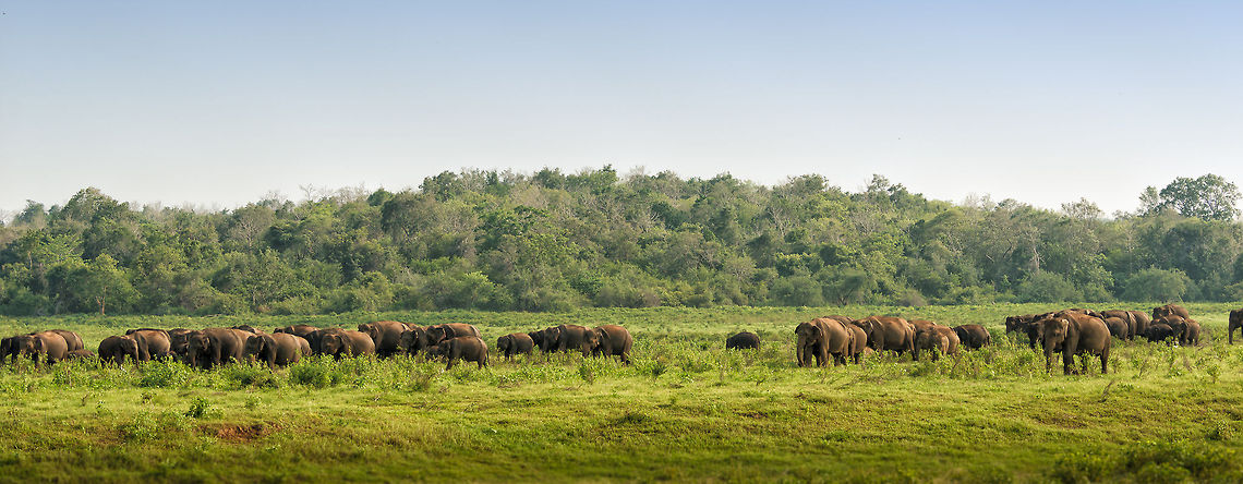 Overview of a Sri Lankan elephant herd at Kaudulla, Sri Lanka We saw five of such herds, which makes for an impressive amount of elephants in one place. Most striking is how these groups coordinate drinking and bathing in turn, in total peace and order, without any competition or rivalry. A very civilized species they are. The same cannot be said for the line of tourist jeeps overtaking each other and being loud in each selfish' need to obtain the best view. Elephants in their silence and grace clearly were the most sophisticated species on this day. Asia,Elephas maximus maximus,Kaudulla,Sri Lanka,Sri Lankan elephant