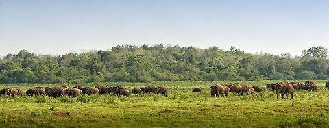 Overview of a Sri Lankan elephant herd at Kaudulla, Sri Lanka We saw five of such herds, which makes for an impressive amount of elephants in one place. Most striking is how these groups coordinate drinking and bathing in turn, in total peace and order, without any competition or rivalry. A very civilized species they are. The same cannot be said for the line of tourist jeeps overtaking each other and being loud in each selfish' need to obtain the best view. Elephants in their silence and grace clearly were the most sophisticated species on this day. Asia,Elephas maximus maximus,Kaudulla,Sri Lanka,Sri Lankan elephant