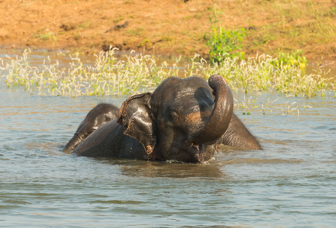 Adult Sri Lankan elephant drinking in Kaudulla, Sri Lanka  Asia,Elephas maximus maximus,Kaudulla,Sri Lanka,Sri Lankan elephant