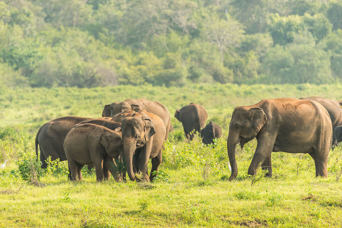 Sri Lankan Elephants - new arrivals at Kaudulla, Sri Lanka  Asia,Elephas maximus maximus,Kaudulla,Sri Lanka,Sri Lankan elephant