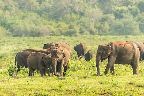 Sri Lankan Elephants - new arrivals at Kaudulla, Sri Lanka  Asia,Elephas maximus maximus,Kaudulla,Sri Lanka,Sri Lankan elephant