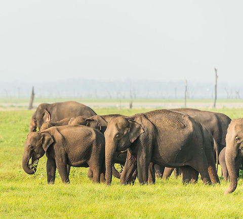 Sri Lankan elephant family, minutes after crossing Kaudulla river  Asia,Elephas maximus maximus,Kaudulla,Sri Lanka,Sri Lankan elephant
