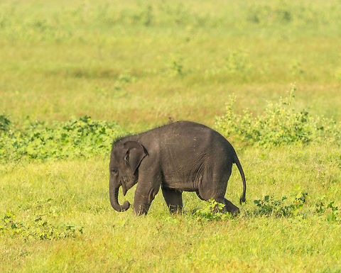 Baby Sri Lankan Elephant, Kaudulla, Sri Lanka  Asia,Elephas maximus maximus,Kaudulla,Sri Lanka,Sri Lankan elephant