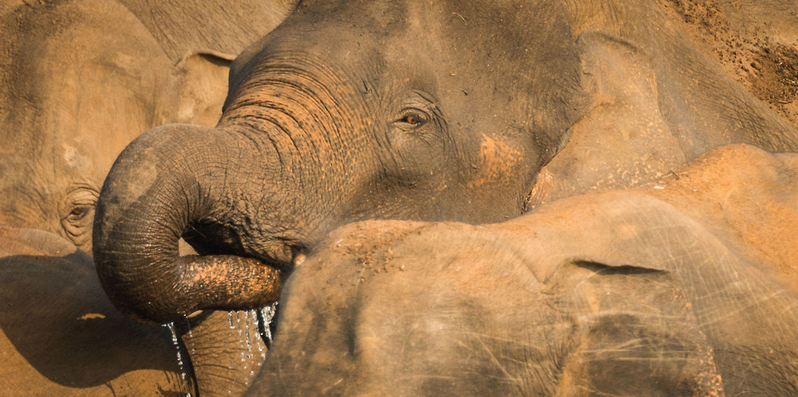 Thirsty An adult Sri Lankan Elephant drinks amidst his family at Kaudulla, Sri Lanka Asia,Elephas maximus maximus,Kaudulla,Sri Lanka,Sri Lankan elephant
