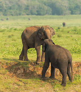 Young male Sri Lankan elephants competing, Kaudulla, Sri Lanka  Asia,Elephas maximus maximus,Geotagged,Kaudulla,Sri Lanka,Sri Lankan elephant