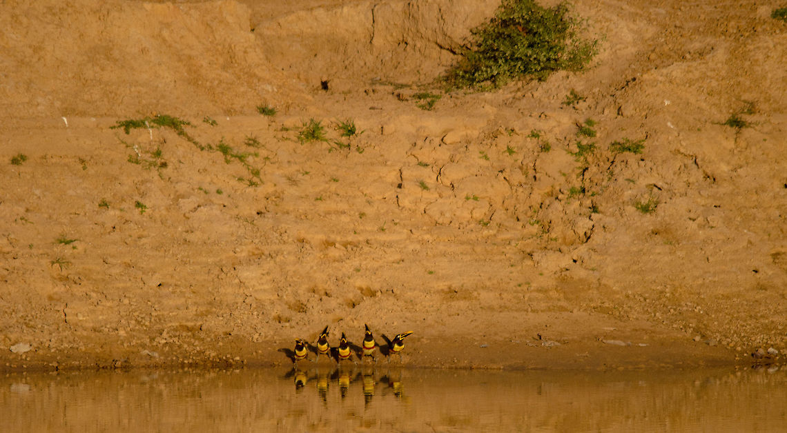 Chestnut-eared Aracari symphony This was one of the most memorable wildlife spottings we had in the Pantanal, not because of the photo (couldn&#039;t get any closer), but because of the moment. Our guide didn&#039;t know whether to laugh or cry as he saws these five Aracari sipping from the river in sync. Each sip, 4 would sip whilst the 5th stood guard. Every few seconds another guard was appointed. Who knew Toucans had drinking rituals like myself? Birds,Brazil,Chestnut-eared Aracari,Pantanal,Pteroglossus castanotis,Toucan