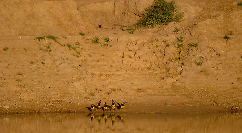 Chestnut-eared Aracari symphony This was one of the most memorable wildlife spottings we had in the Pantanal, not because of the photo (couldn't get any closer), but because of the moment. Our guide didn't know whether to laugh or cry as he saws these five Aracari sipping from the river in sync. Each sip, 4 would sip whilst the 5th stood guard. Every few seconds another guard was appointed. Who knew Toucans had drinking rituals like myself? Birds,Brazil,Chestnut-eared Aracari,Pantanal,Pteroglossus castanotis,Toucan