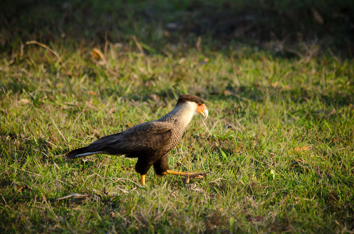 Crested Caracara A Crested Caracara walks the Pantanal plains with its ultra strong legs. Bird of prey,Birds,Brazil,Crested Caracara,Pantanal