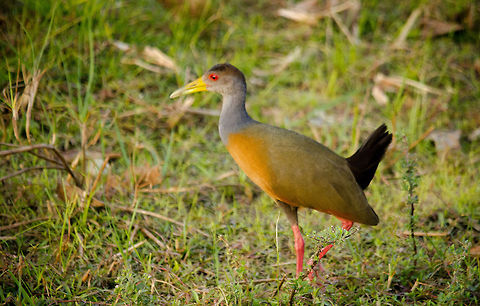 Grey-necked Wood Rail (Aramides cajanea) Little is known about this species found in the Pantanal, the thing that struck me most is how smooth its feathers are, it's almost as if it doesn't have any. Aramides cajanea,Brazil,Grey-necked Wood Rail,Pantanal