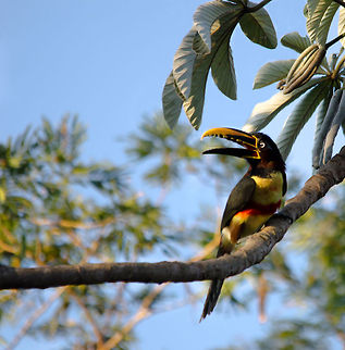 Chestnut-eared Aracari at the Pantanal On earlier wildlife trips to Costa Rica and Malaysia, we never had any luck spotting wild Toucans up close. All the happier we were when we finally saw this wild Aracari near us in the Pantanal. Birds,Brazil,Chestnut-eared Aracari,Pantanal,Pteroglossus castanotis,Toucan