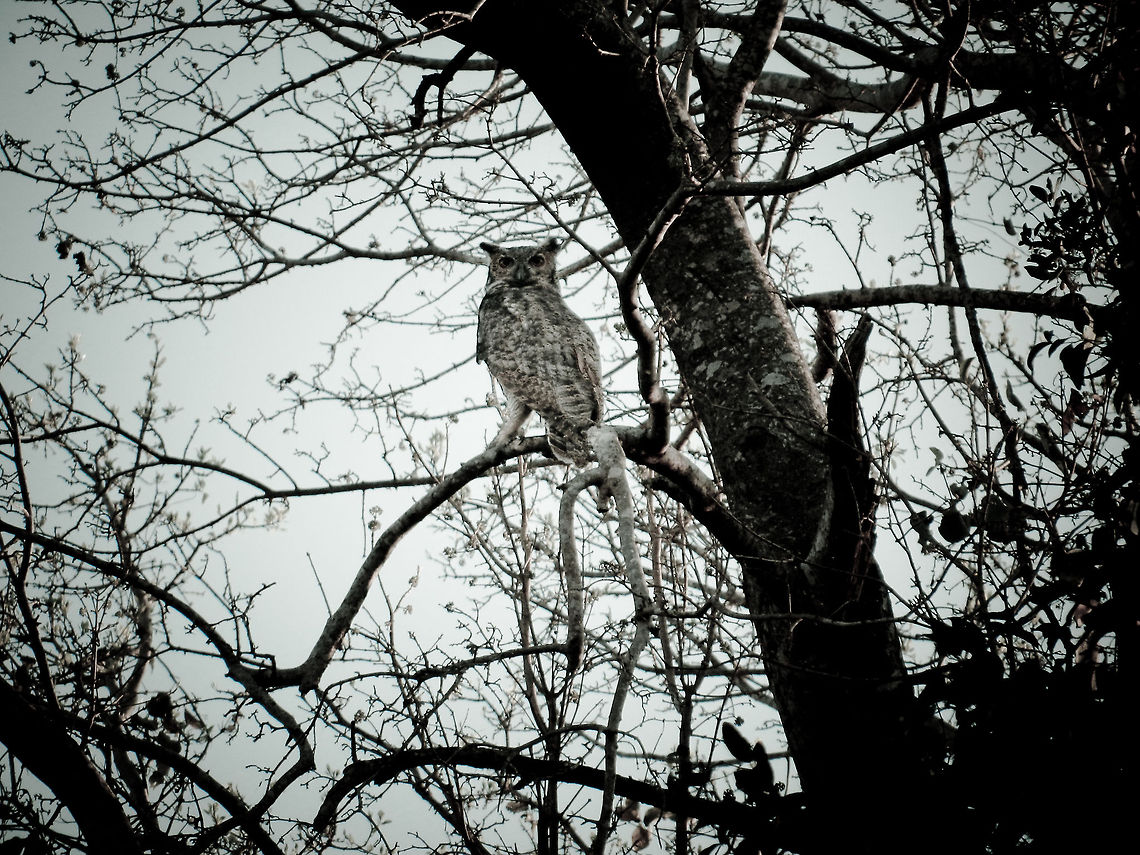 Great Horned Owl (Bubo virginianus) Due to the light getting low and the owl not having enough contrast with its background, this photo is poor so I went for creative post processing. This Great Horned Owl was spotting near a lake in the Pantanal. Birds,Brazil,Bubo virginianus,Great Horned Owl,Owl,Pantanal