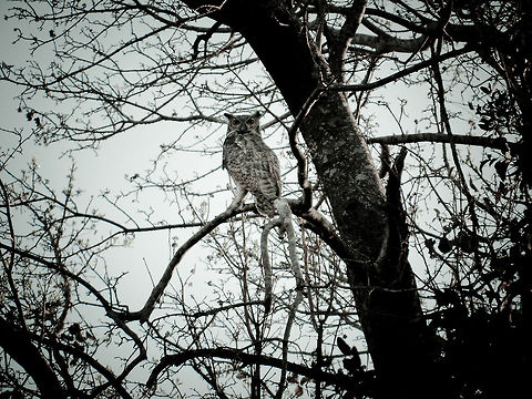 Great Horned Owl (Bubo virginianus) Due to the light getting low and the owl not having enough contrast with its background, this photo is poor so I went for creative post processing. This Great Horned Owl was spotting near a lake in the Pantanal. Birds,Brazil,Bubo virginianus,Great Horned Owl,Owl,Pantanal