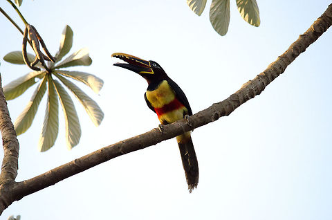 Chestnut-eared Aracari at the Pantanal On earlier wildlife trips to Costa Rica and Malaysia, we never had any luck spotting wild Toucans up close. All the happier we were when we finally saw this wild Aracari near us in the Pantanal. Birds,Brazil,Chestnut-eared Aracari,Pantanal,Pteroglossus castanotis,Toucan