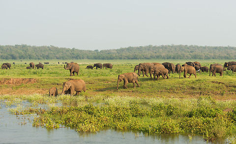 New arrivals at Kaudulla, Sri Lanka One of 4 groups of Sri Lankan Elephants we saw approaching the river, drinking, bathing and crossing it. Asia,Elephas maximus maximus,Kaudulla,Sri Lanka,Sri Lankan elephant