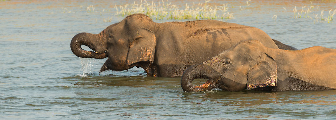 Two adult Sri Lankan Elephants drinking at Kaudulla, Sri Lanka  Asia,Elephas maximus maximus,Kaudulla,Sri Lanka,Sri Lankan elephant