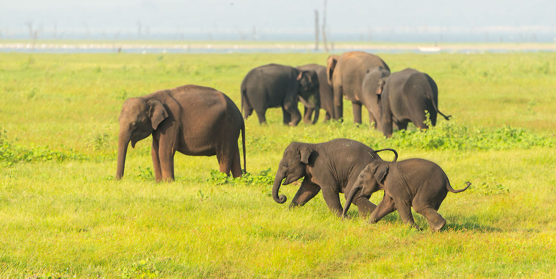 Sri Lankan Elephant siblings plaguing each other at Kaudulla, Sri Lanka  Asia,Elephas maximus maximus,Kaudulla,Sri Lanka,Sri Lankan elephant