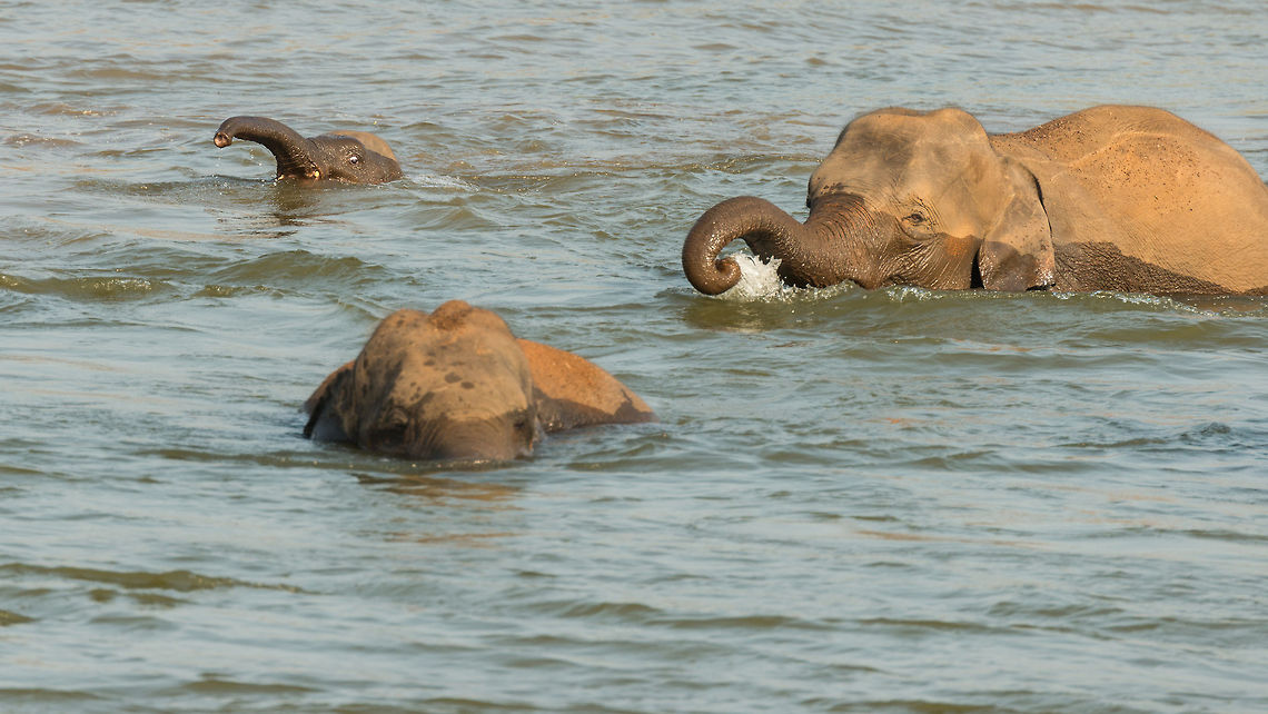 My first crossing Check out the panic on the baby elephant's face as it tries to cross this river in Kaudulla, Sri Lankan. No worries, it crossed safely. Asia,Elephas maximus maximus,Kaudulla,Sri Lanka,Sri Lankan elephant