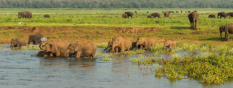 Family of Sri Lankan elephants enters Kaudulla waters, Sri Lanka  Asia,Elephas maximus maximus,Kaudulla,Sri Lanka,Sri Lankan elephant