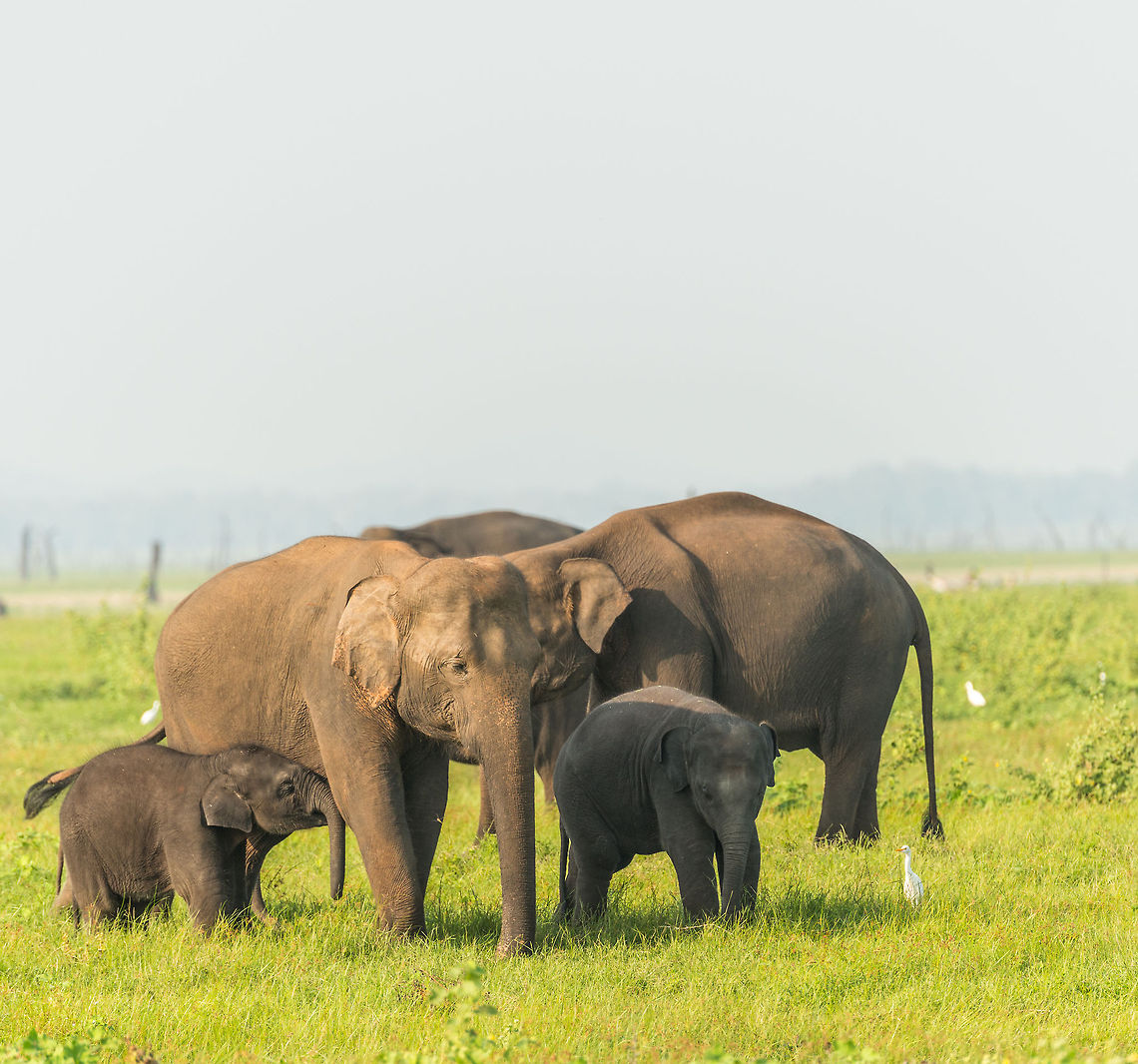 Sri Lankan Elephant family, Kaudulla, Sri Lanka This family just crossed the river in Kaudulla. You can see the smallest one being in need of a drink. Asia,Elephas maximus maximus,Kaudulla,Sri Lanka,Sri Lankan elephant