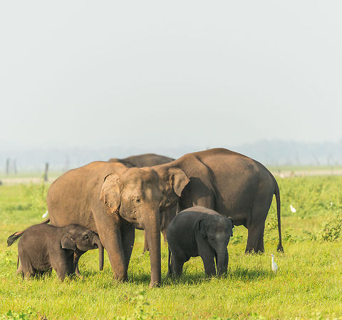Sri Lankan Elephant family, Kaudulla, Sri Lanka This family just crossed the river in Kaudulla. You can see the smallest one being in need of a drink. Asia,Elephas maximus maximus,Kaudulla,Sri Lanka,Sri Lankan elephant