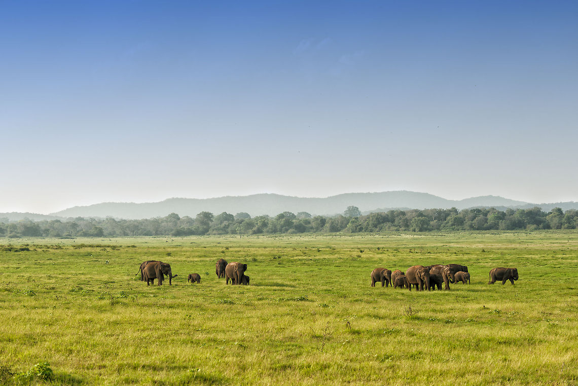 Kaudulla elephant landscape, Sri Lanka An overview of the grass plains of Kaudulla National Park, on the side elephants go when they crossed the river. Asia,Elephas maximus maximus,Kaudulla,Sri Lanka,Sri Lankan elephant