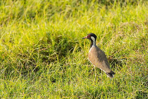 Red-wattled Lapwing in Kaudulla, Sri Lanka Due to the elephant overdose at Kaudulla, one of few other species we spotted there. Asia,Kaudulla,Red-wattled Lapwing,Sri Lanka,Vanellus indicus