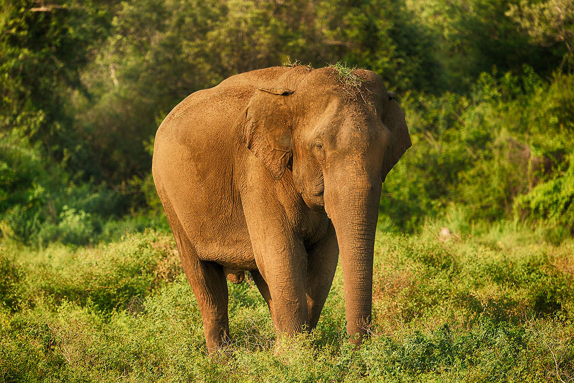 Portrait of a sole Sri Lankan Elephant bull, Kaudulla, Sri Lanka After seeing many large groups of elephants in Kaudulla (about 200), we found this one to be alone and eating in peace. Asia,Elephas maximus maximus,Kaudulla,Sri Lanka,Sri Lankan elephant