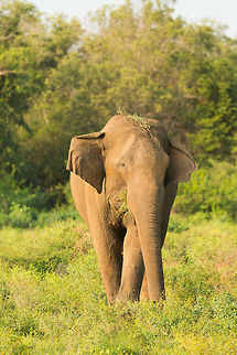 Friendly giant eating A solitary bull eating in Kaudulla, Sri Lanka. Asia,Elephas maximus maximus,Kaudulla,Sri Lanka,Sri Lankan elephant