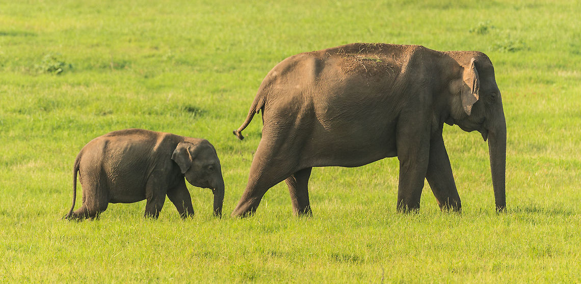 Follow me A baby elephant follows its mother faithfully in Kaudulla, Sri Lanka Asia,Elephas maximus maximus,Kaudulla,Sri Lanka,Sri Lankan elephant